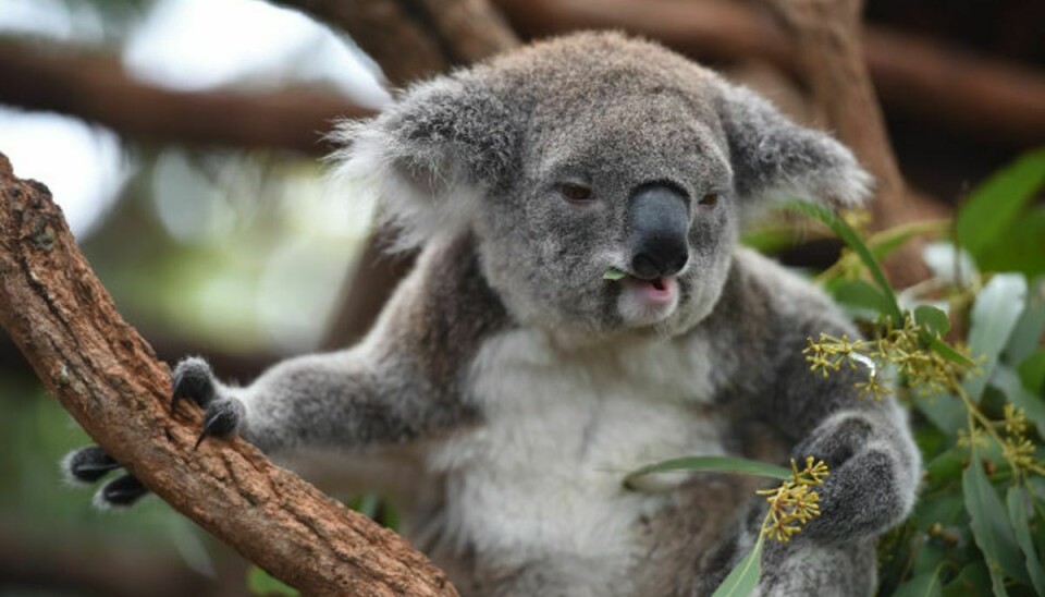 Flere hundrede koalaer frygtes omkommet under en skovbrand nær Port Macquaire i den australske delstat New South Wales. Her ses en koala på Port Macquarie Koala Hospital, som behandler tilskadekomne koalaer i området. Foto: Peter Parks/AFP