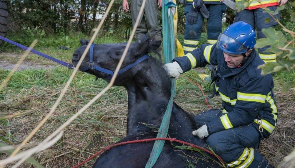 En ung pige kan angiveligt takke brandmænd fra Nordjyllands Beredskab for, hendes hest stadig er i live. Den var faldet i en grøft og kunne ikke selv komme op. KLIK for flere billeder. Foto: Rasmus Skaftved.