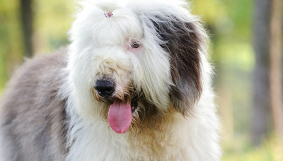 Sådan undgår du at din hund fælder
