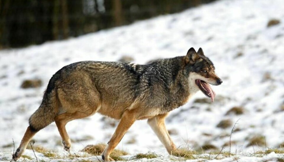 Ulven er kommet til Danmark, men ikke i lige så stort antal som tidligere vurderet. Her er det dog et billede af en ulv i fangenskab i Skandinavisk Dyrepark. Foto: Lars Rasborg/Scanpix