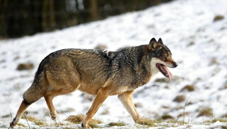 Forskere: Antallet af danske ulve er helt ude i skoven Ulven er kommet til Danmark, men ikke i lige så stort antal som tidligere vurderet. Her er det dog et billede af en ulv i fangenskab i Skandinavisk Dyrepark. Foto: Lars Rasborg/Scanpix