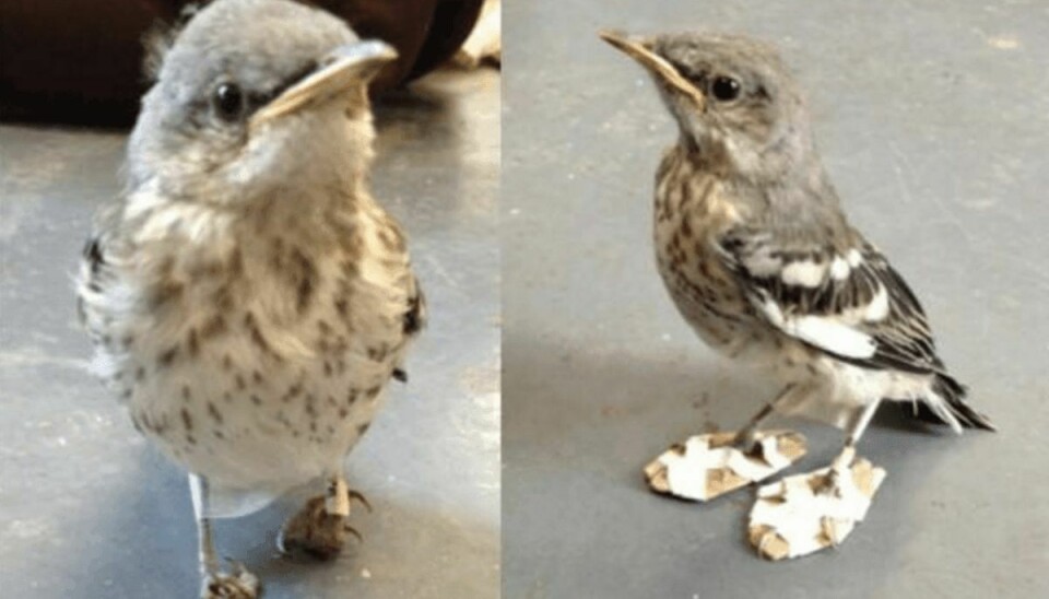 Den lille fugl blev behandlet, så den igen kunne gå.Foto: California Wildlife Center