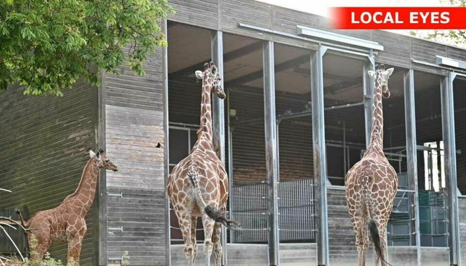 Girafferne blev hurtigt lukket ud på Savannen, og de er alle i god behold.