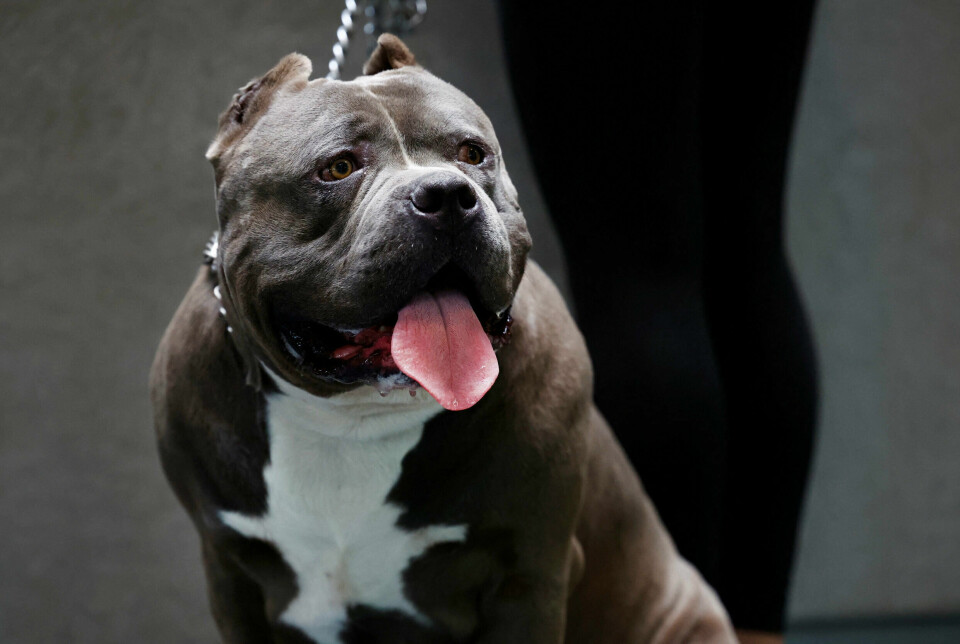 Hunde af racen American Bully XL bliver nu forbudt i Storbritannien efter flere alvorlige angreb på mennesker. Senest er en mand død af sine kvæstelser.