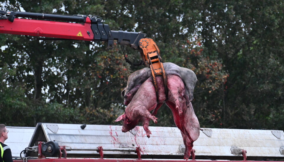 Betjente hjalp med aflivningen for at afkorte pinen for de mange grise. Betjente hjalp med aflivningen for at afkorte pinen for de mange grise.
