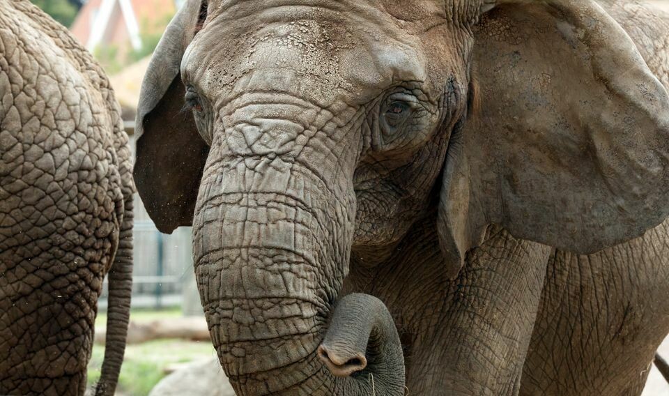 Aalborg Zoo's hun-elefant Bibi blev onsdag aflivet på grund af sygdom.