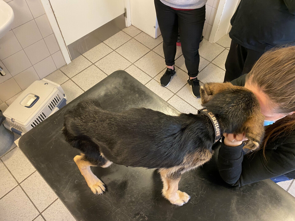 Hunden var meget tydeligt underernæret, da den ankom til internatet.