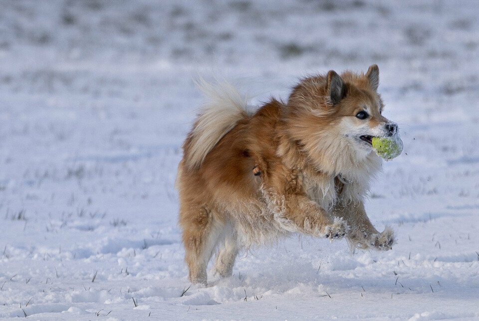Hunden skal forbinde sit navn med noget positivt. Sig navnet til din hund, og giv den så en godbid. Med tiden kan du bygge afstand på, fortæller Lotte Evers, der er marketingchef for Agria Dyreforsikring. (Arkivfoto).