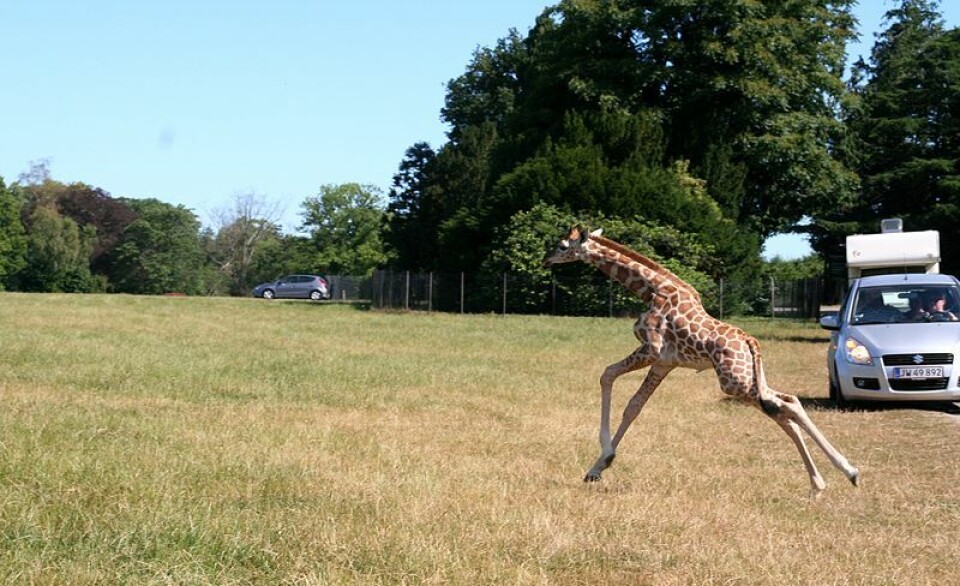 Knuthenborg Safaripark har været nødt til at aflive adskillige primater som følge af smitte med tuberkulose.