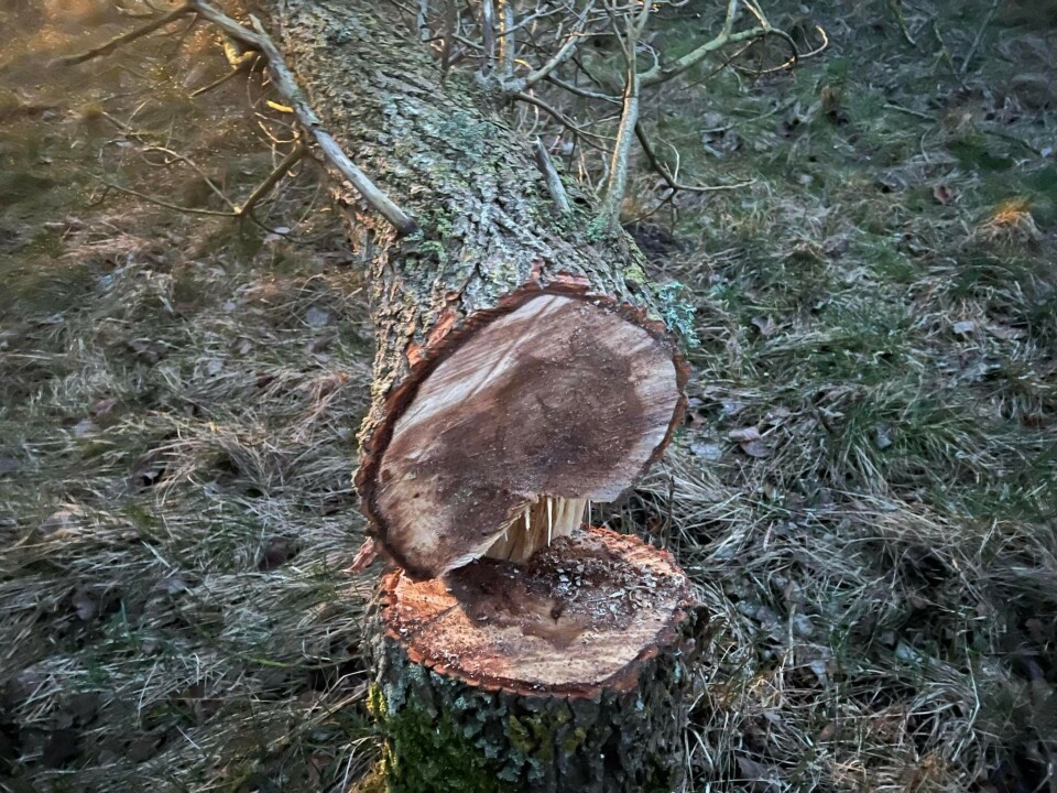 Det er dette træ, der er fældet ud over kørebanen.