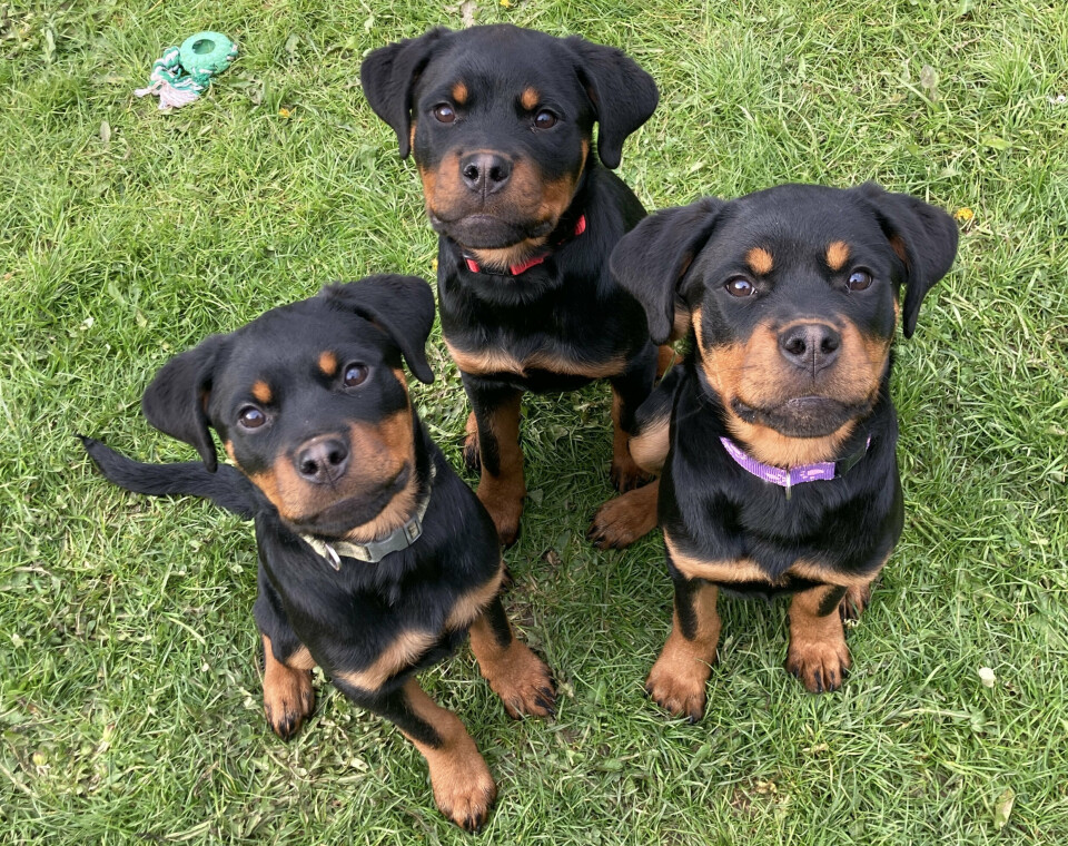 De tre tilbageværende raske hunde er nu klar til at blive adopteret.