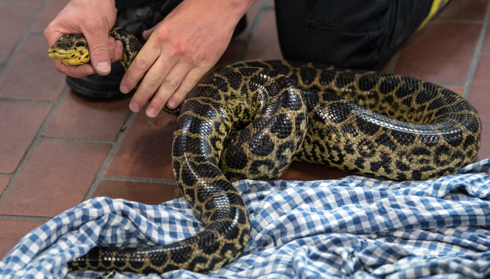 Det viste sig det var en gul anaconda, der var tale om. (Arkivfoto).