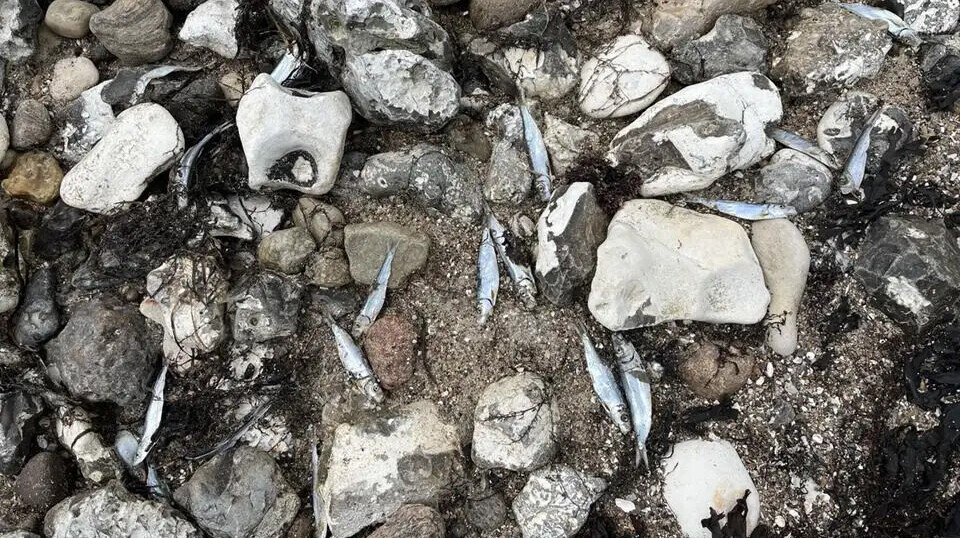 Døde fisk i massevis er skyllet op på strandkanten ved Thisted Bredning.