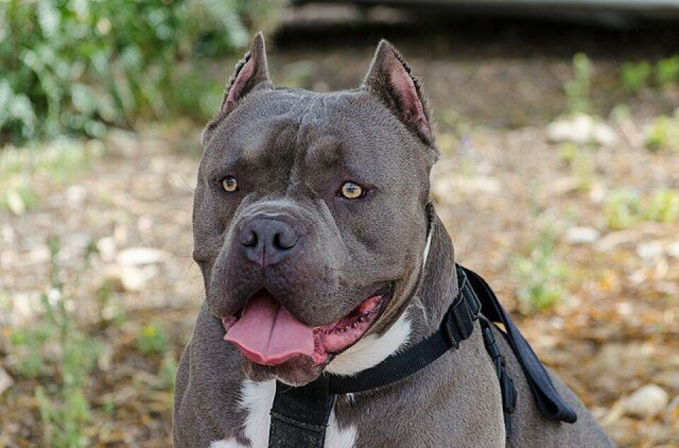 En 47-årig kvinde blev angrebet af en muskelhund, da hun kom forbi en have. Billedet er at arkivfoto at en hund af racen american bully