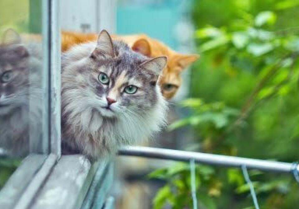 Katte kan komme alvorligt til skade eller i værste fald dø, hvis de falder ned fra højder. For tiden er det højsæson for såkaldte 'nedfaldskatte'.