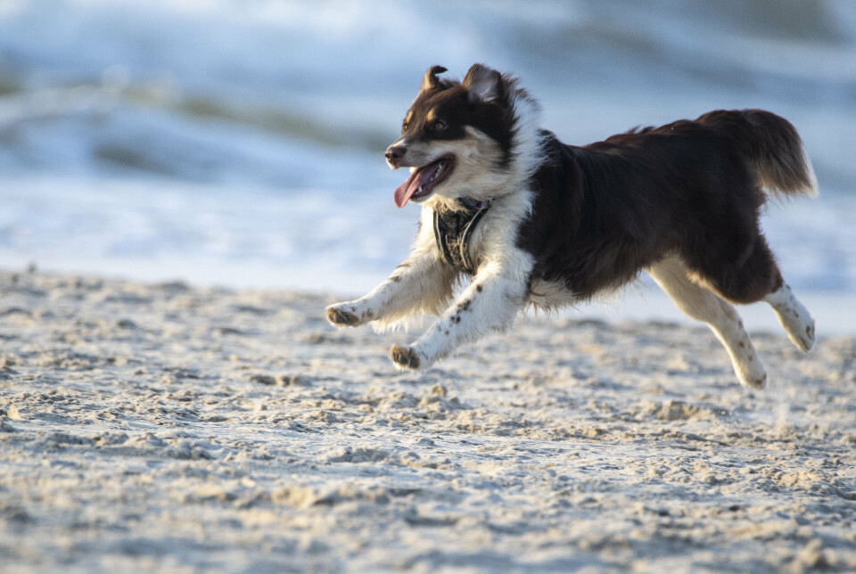 På de fleste strande i Danmark er det lovpligtigt at have sin hund i snor i sommerperioden. (Arkivfoto).