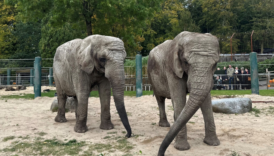 Det er slut med at opleve elefanter i Aalborg Zoo.