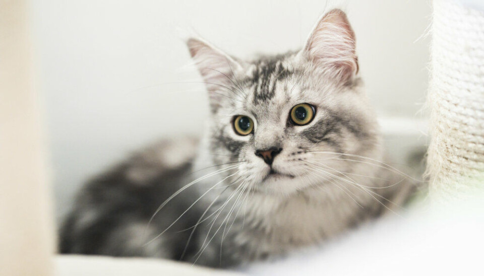 'Cat Video Fest' er et 73 minutter langt sammenklip af kattevideoer.