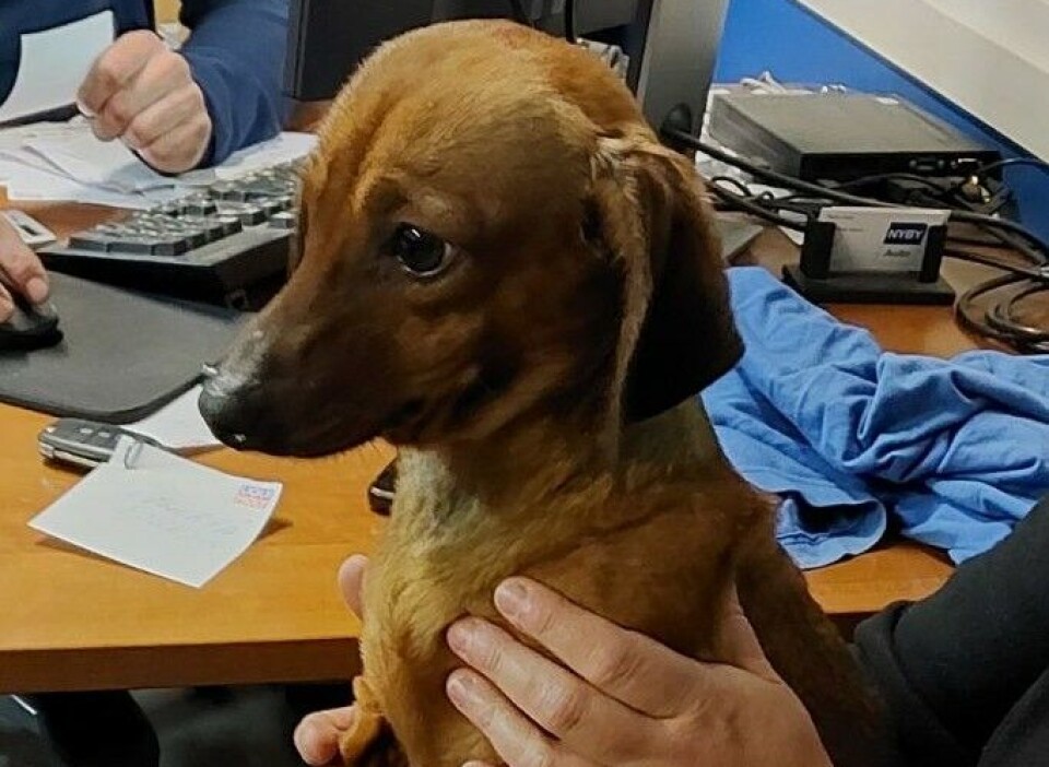 Denne søde gravhund savner sin ejer.