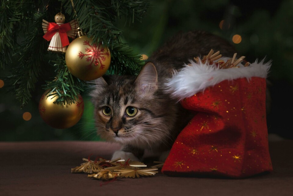 Der er masser af farer der lurer, når man holder jul med katten.