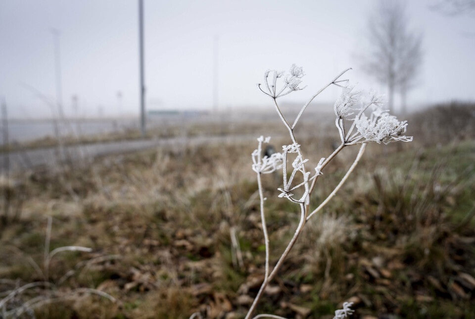 Der er risiko for glatte veje i det meste af landet mandag morgen. Særligt i Sønderjylland bør morgentrafikanerne være på vagt, da der vil ligge en del rimtåge. (Arkivfoto).