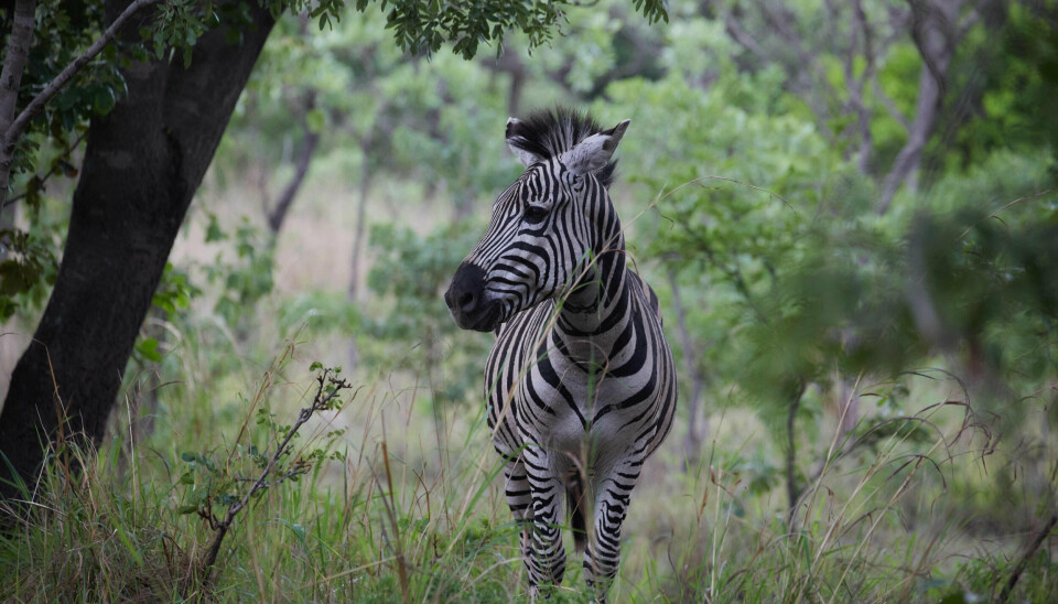 Sådan ser en zebra ud i sit naturlige habitat i Afrika. Men hvis man er heldig, kan man også spotte en af slagsen på en safaritur i Herning-området - hvis altså ikke den er fanget inden da. (Arkivfoto).