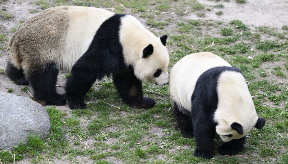 Pandaerne i zoo er onsdag blevet sat sammen i håbet om parring. Torsdag er den sidste dag, de kan nå at parre sig, hvis de skal nå det i år. (Arkivfoto).