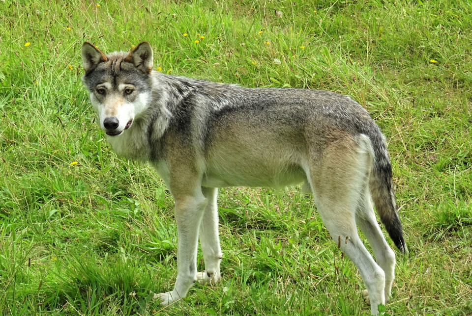 Selv om der i dag lever vilde ulve i den danske natur, ser man dem sjældent, fordi de er nataktive og sky over for mennesker. Men i Skandinavisk Dyrepark kan de opleves tæt på.