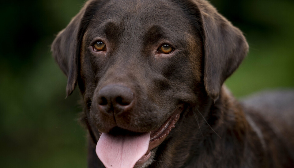 Det var ulovligt, da en café i marts 2023 afviste, at en kvinde måtte få sin servicehund med indenfor. Billedet er ikke af kvindens hund. (Arkivfoto).