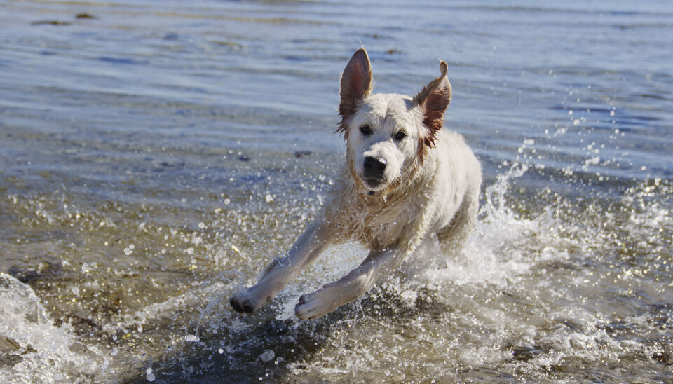 Det første tilfælde af fransk hjerteorm i Danmark var i 1983. Man mener, at smitten sandsynligvis blev importeret med en hund efter en ferie i Frankrig, deraf navnet fransk hjerteorm. (Arkivfoto).