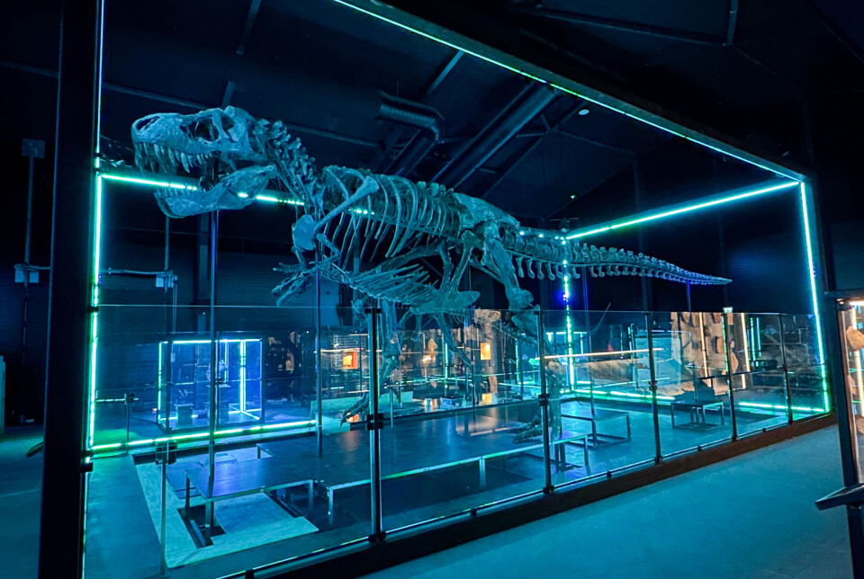 En T. rex sammensat af 293 originale knogler fra tre forskellige T. rex'er udstilles på Evolutionsmuseet i Knuthenborg Safaripark. (PR-foto).