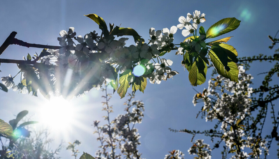 I den kommende uge bliver vejret en blanding af solskin og skyer, og man skal forvente en del vind. (Arkivfoto).