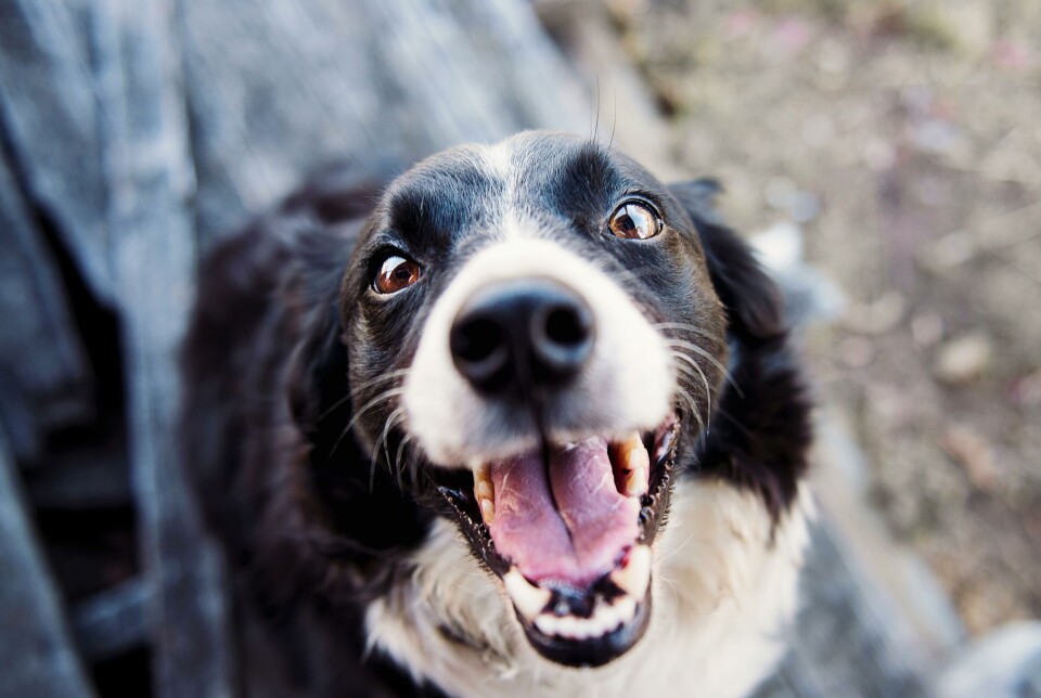 Fra tirsdag 1 juli er det slut med at bruge pighalsbånd, og man skal være særligt opmærksom, når hunden skal bindes foran en butik.