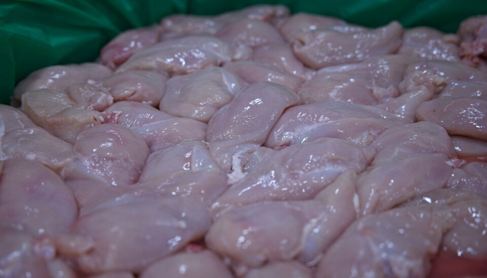 Polsk kyllingekød indeholdende salmonellabakterier er blevet solgt i foråret i supermarkedskæderne Netto, Føtex og Bilka, viser undersøgelse fra interesseorganisationen Landbrug & Fødevarer. Salling Group beklager og har indført strengene kontrol. (Arkivfoto).