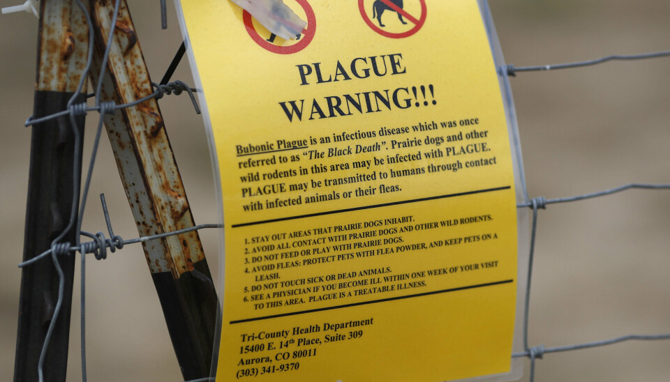 En indbygger i USA er død efter at være blevet smittet med lungepest. Årligt er der i gennemsnit syv tilfælde, hvor personer i USA smittes med en pestsygdom. (Arkivfoto).