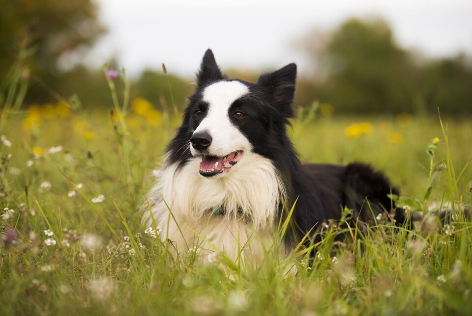 DIROFILARIA REPENS: En border-collie på Bornholm er blevet inficeret med den sydeuropæiske parasit Dirofilaria repens.