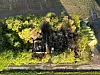 Luftfoto af en mørk, sammenstyrtet struktur omgivet af grøn vegetation og en vej.