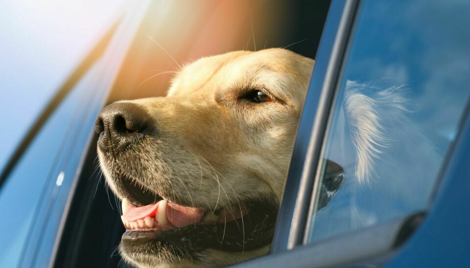 En løs hund på bagsædet mangedobler sin vægt ved en kollision. Det kan i værste tilfælde være livsfarligt for de foransiddende i bilen. (Foto: iStock)