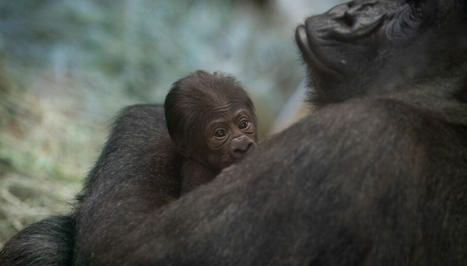 Pludselig havde den truede 'gorilla-han' en unge.