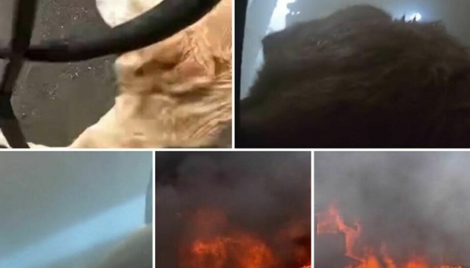 Den ene af de tre hunde blev i det mindste reddet ud af flammerne.