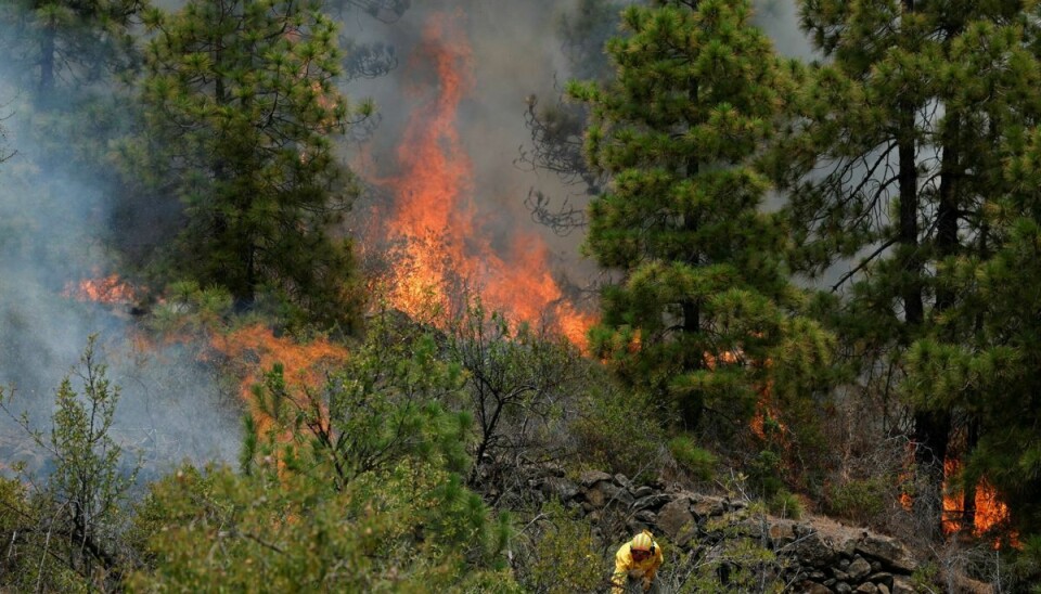 300 brandfolk bekæmper skovbranden på La Palma. De får hjælp af fly og helikoptere.