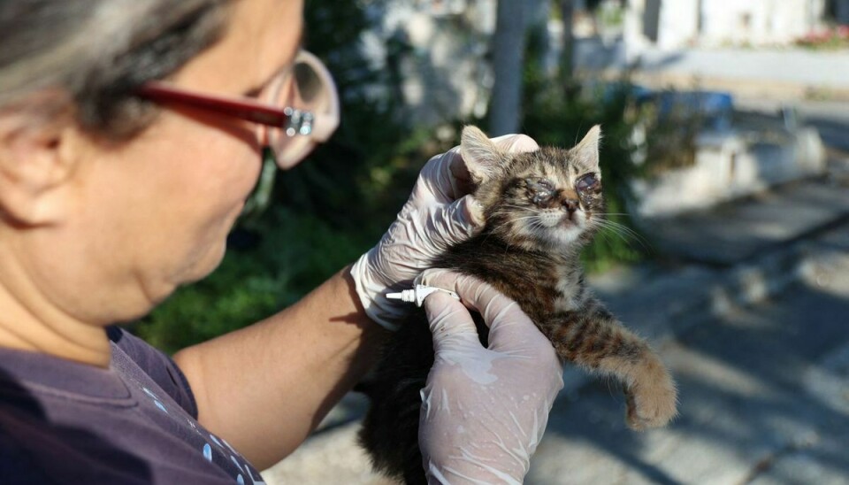 En dyrelæge tilser en blind kat ved en kirkegård i Cyperns hovedstad, Nicosia. (Arkivfoto).