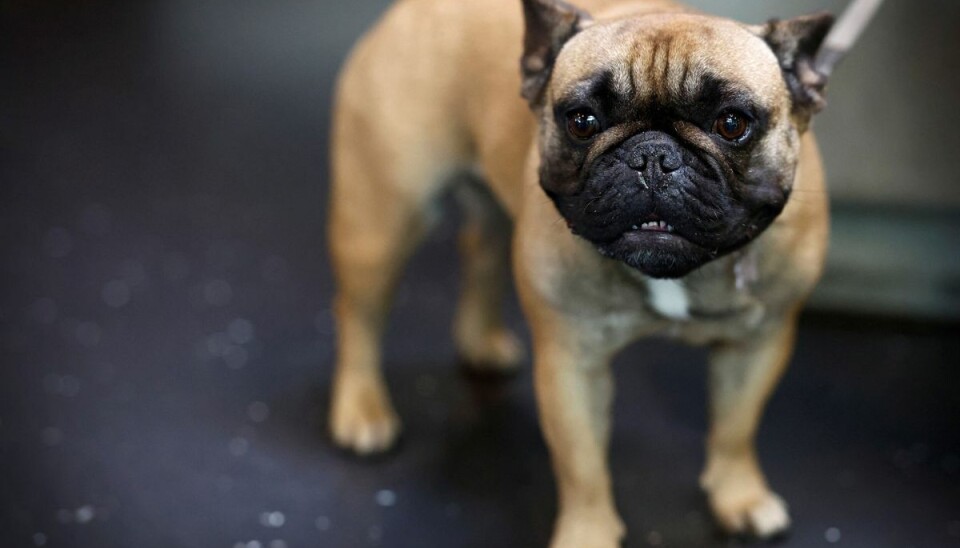 Med et særligt halsbånd har forskere fra Finland målt 24 hundes søvn, hvoraf 12 er hunderacer med flade snuder. Ni af dem er franske bulldogs som den på billedet. (Arkivfoto).