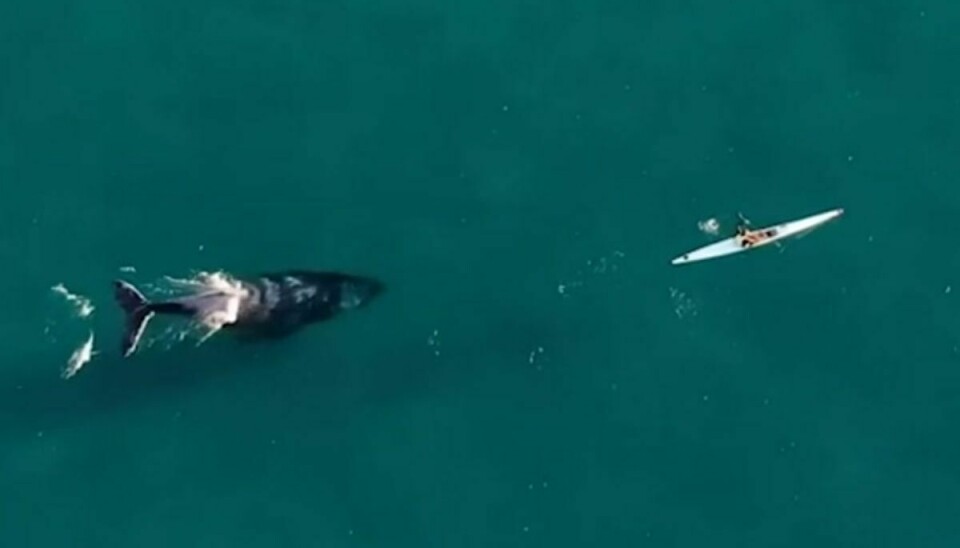 Der er enorm størrelsesforskel på kajakken og den store hval - alligevel er kajakroeren tilsyneladende ikke det mindste bange.