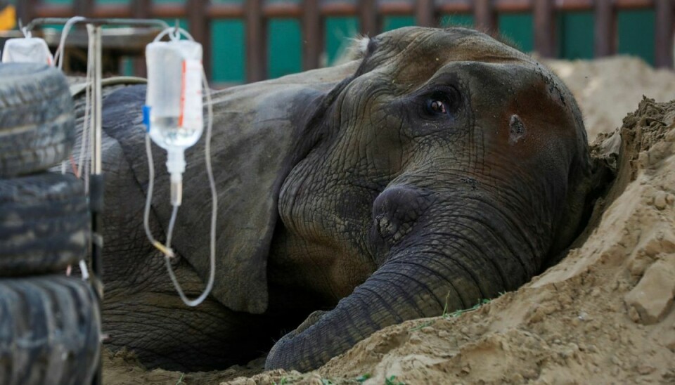 Den afrikanske elefant Noor Jehan nåede at blive 17 år. Hun er en ud af flere dyr, som har mistet livet i pakistanske zoologiske haver de seneste år. (Arkivfoto).