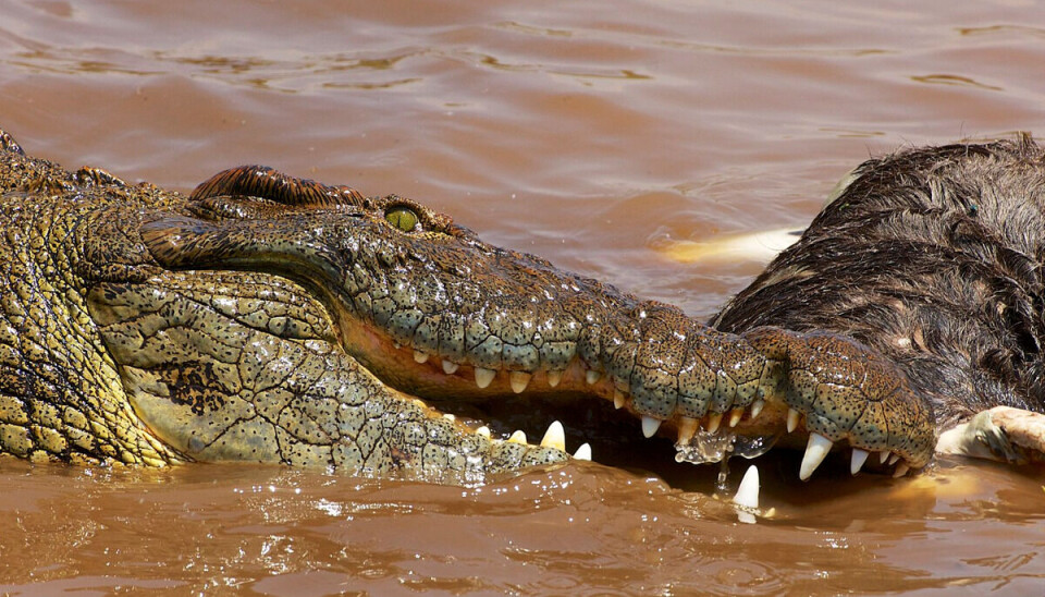 Fisker ædt af to krokodiller