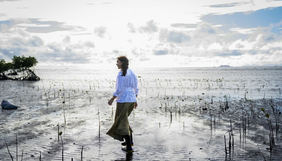 Mangroveskove har flere fordele i forhold til klimaforandringer. De beskytter udsatte kystområder mod oversvømmelse og er samtidig effektive til at lagre CO2. Mangroveskove har flere fordele i forhold til klimaforandringer. De beskytter udsatte kystområder mod oversvømmelse og er samtidig effektive til at lagre CO2.