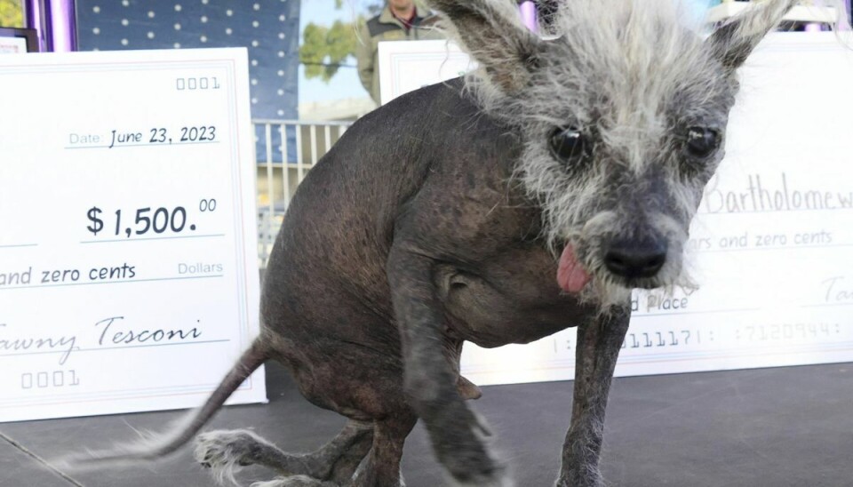 Hunden Scooter er ikke bare almindeligt grim. Han er verdens grimmeste hund. Hunden Scooter er ikke bare almindeligt grim. Han er verdens grimmeste hund.
