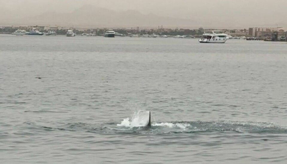 På billedet ser man en haj svømme rundt i Det Røde Hav, hvor en mand er blevet dræbt.