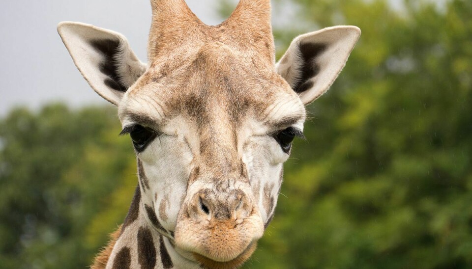 Det endte fatalt, da en aggressiv giraf angreb en ung mor og hendes to børn. (Arkivfoto).